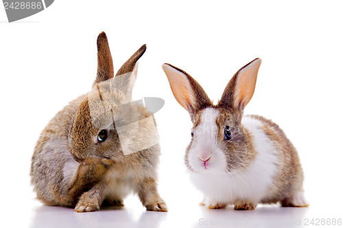 Image of Bunnies