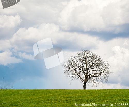 Image of Leafless Tree