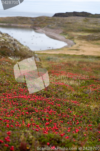 Image of northern landscape with red berries 