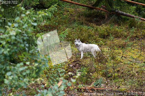 Image of big white dog in the forest