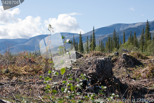 Image of forest glade