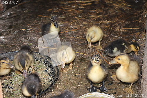 Image of some amusing ducklings