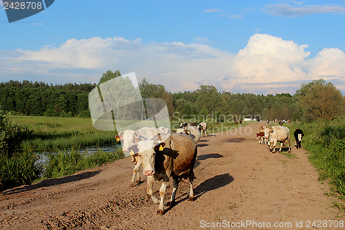 Image of cows coming back from pasture