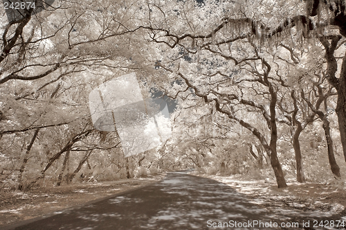 Image of Infrared Oak trees with Spanish Moss on Amelia Island, Florida