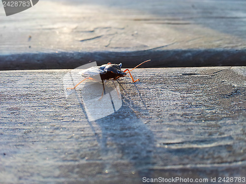 Image of Hemiptera