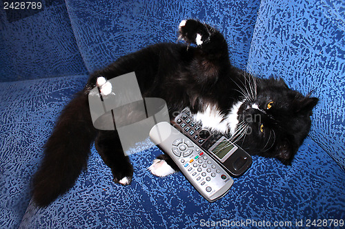 Image of black cat plays with remote control and phone tube