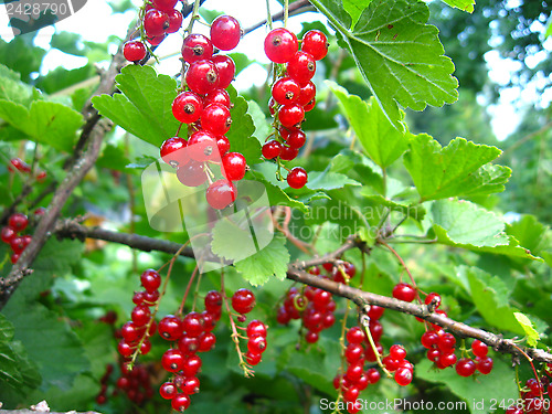 Image of Berry of a red currant on the bush