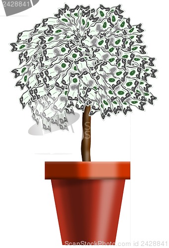 Image of Money Plant in Pot