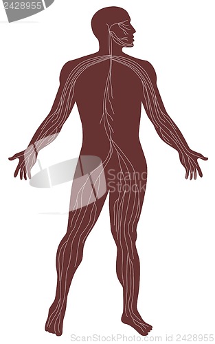 Image of Male Human Anatomy Nervous System