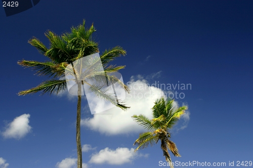 Image of Palm trees again blue sky