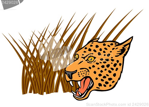 Image of Leopard Head