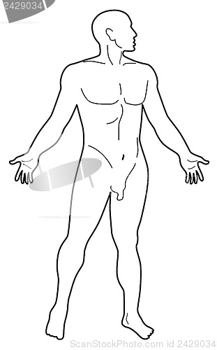 Image of Male Human Anatomy Silhouette