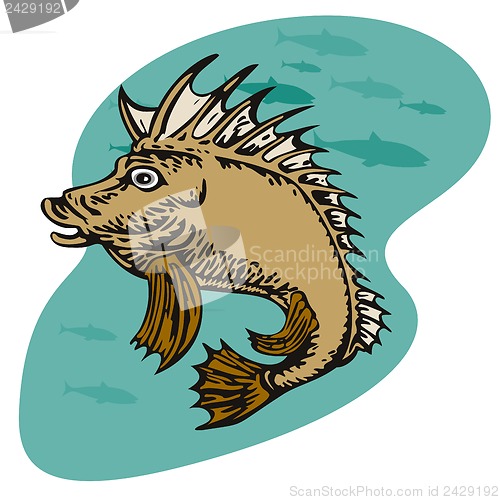 Image of Pigfish Swimming