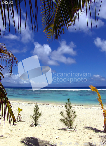 Image of Plants on Tropical Beach