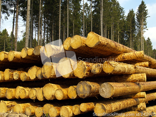 Image of forestry