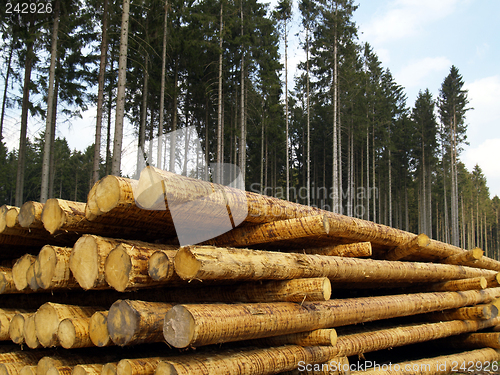 Image of forestry