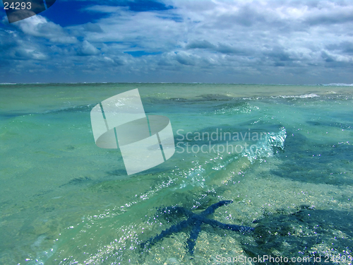 Image of Starfish in Water