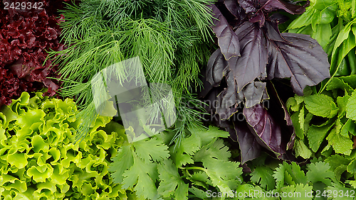Image of Greens Background