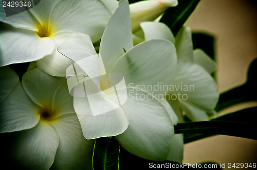 Image of White Plumeria