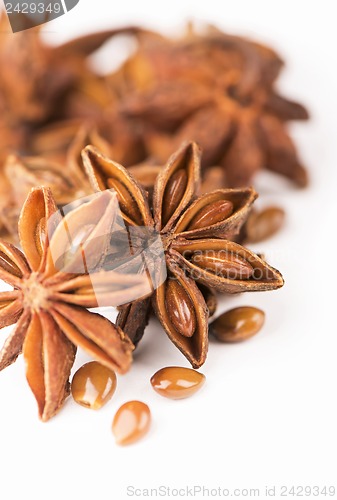 Image of anisetree anise