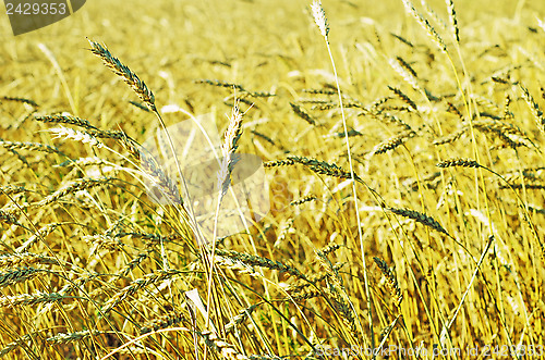 Image of wheat field