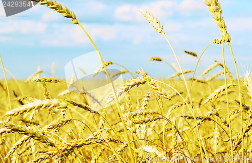 Image of wheat field
