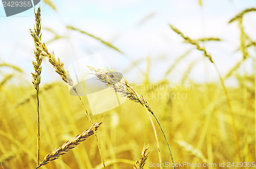 Image of wheat field