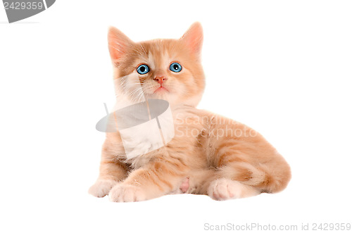 Image of Orange Kitten with Blue Eyes