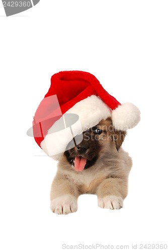 Image of Cute Puppy In a Christmas Hat - holiday theme