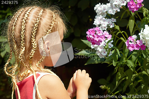 Image of Little girl near the Hesperis plant