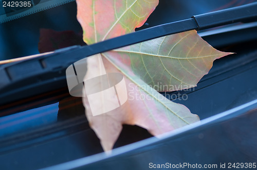 Image of Autumn maple leaf on the windshield