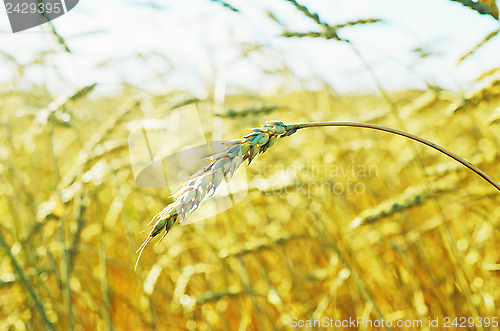 Image of wheat field 