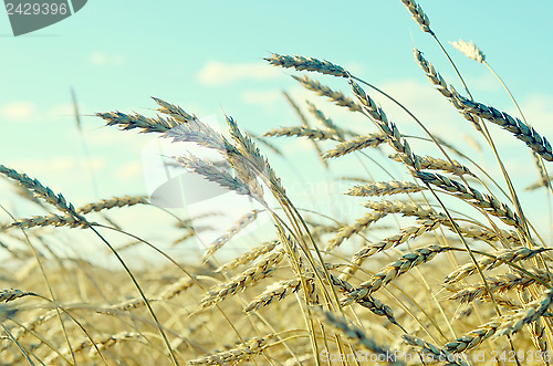 Image of wheat field