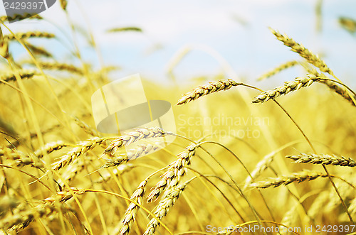 Image of wheat field