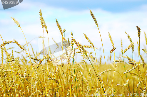 Image of wheat field