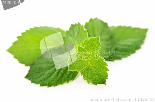 Image of Fresh leaves of mint