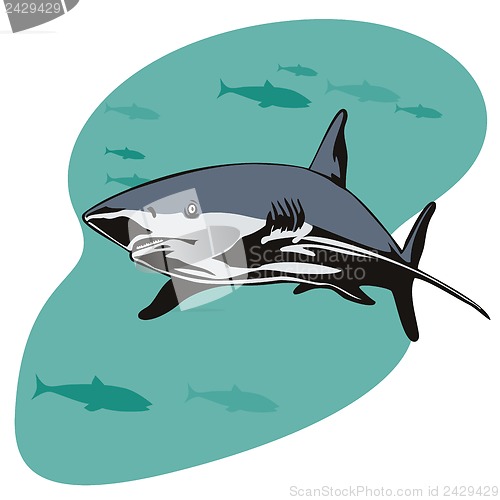Image of Shark Swimming Front View