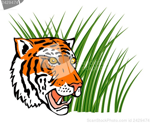 Image of Tiger Head