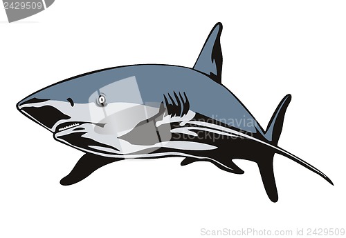 Image of Shark Swimming Front View