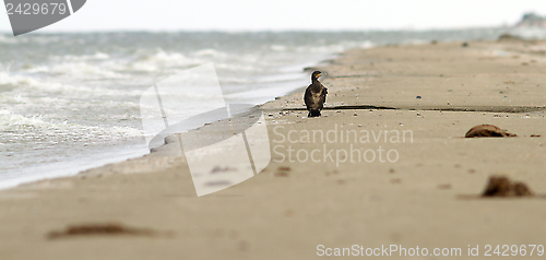 Image of abstract view of a cormoran on the beach