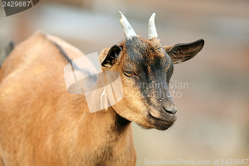 Image of brown goat closeup