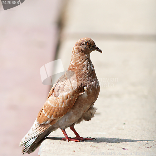 Image of brown pigeon standing on the alley