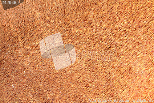 Image of brown texture of horse hair