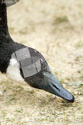 Image of canadian goose searching for food