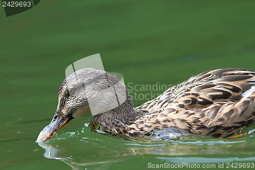 Image of closeup of mallard duck searching food