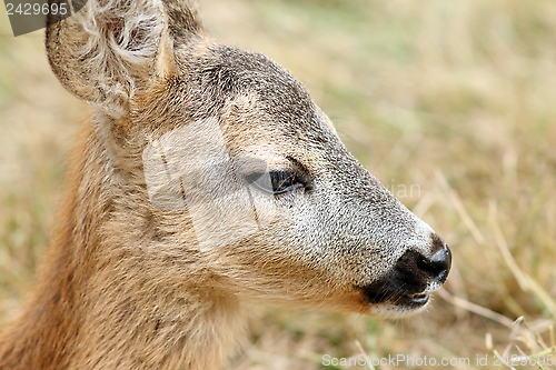 Image of closeup portrait of a baby roe deer
