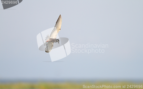 Image of common tern flying over swamps