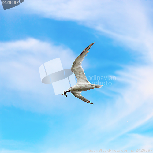 Image of common tern with fish in its beak