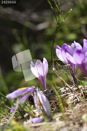 Image of crocus sativus growing in early spring