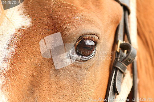 Image of detail of horse eye